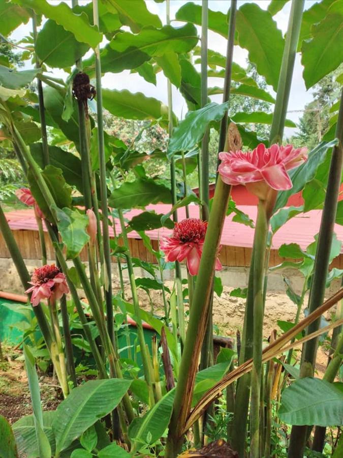 Guest House Quinta Natural Bangalots Graca المظهر الخارجي الصورة
