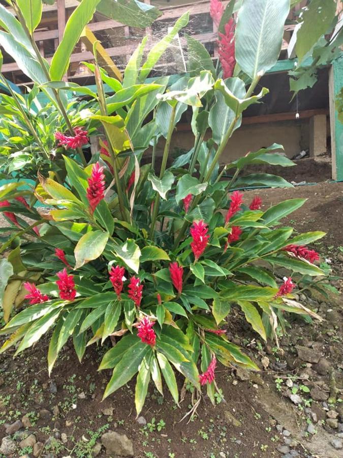Guest House Quinta Natural Bangalots Graca المظهر الخارجي الصورة
